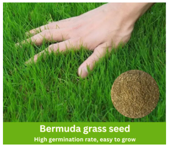 Lawn Grass Seeds (Bermuda Grass) 50 gram for 25 square feet.