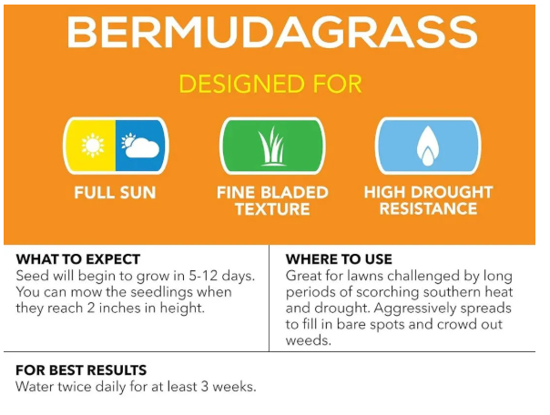 Lawn Grass Seeds (Bermuda Grass) 50 gram for 25 square feet.