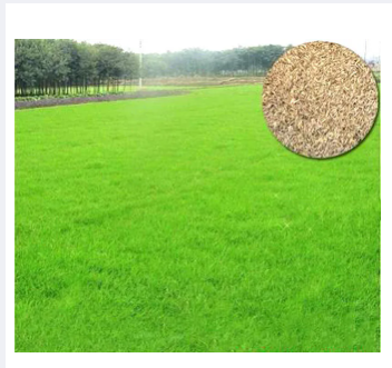 Lawn Grass Seeds (Bermuda Grass) 50 gram for 25 square feet.